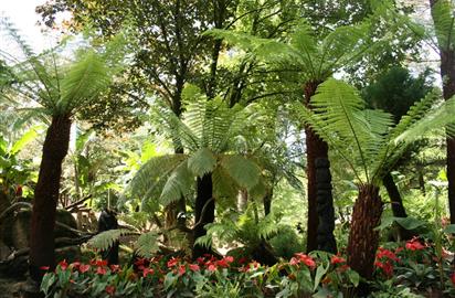 Plante konjac, tropical parc, morbihan - Actus