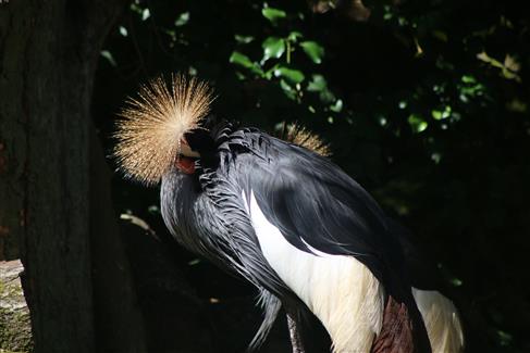 grue cendrée oiseau tropical parc redon