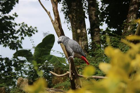 perroquet gris du gabon zoo bretagne